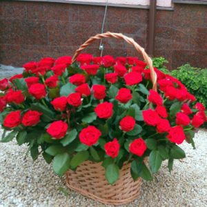 101 красная роза в корзине в Черновцах фото