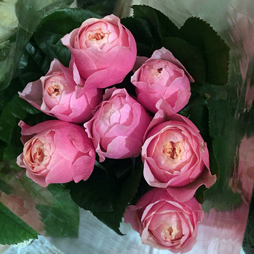 пионовидные розы фото