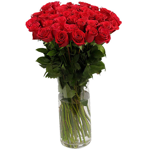 фото товара Троянда імпортна червона (поштучно) | «Цветочная почта»
