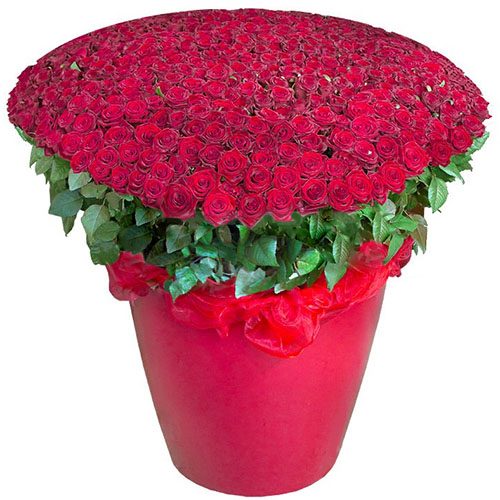 Фото товара 301 красная роза в большом вазоне в Чернигове
