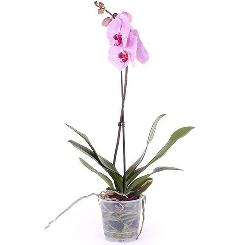 Фото товара Орхидея в Чернигове
