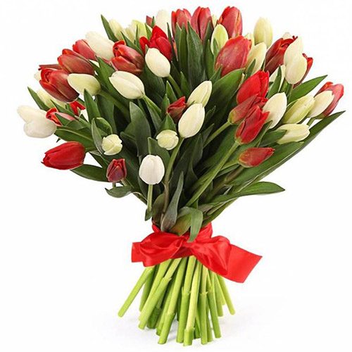 Фото товара 51 красно-белый тюльпан (с лентой) в Чернигове