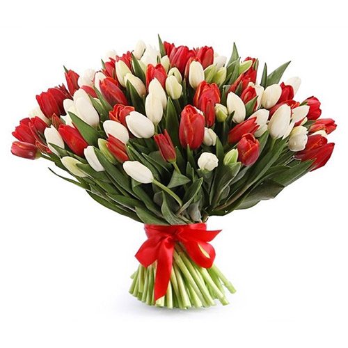 Фото товара 75 красно-белых тюльпанов (с лентой) в Чернигове