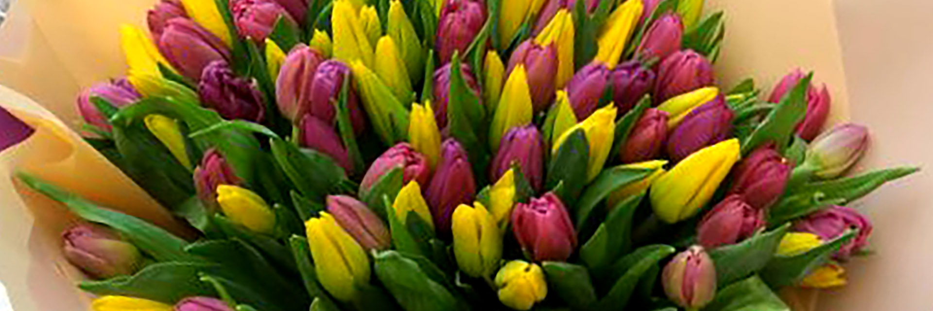 категория товаров Тюльпаны | Чернигов | «Цветочная почта»
